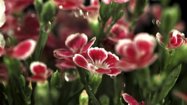 Fallande Droppar Vatten Röda Blommor Filmat Slow Motion 1000 Fps — Stockvideo