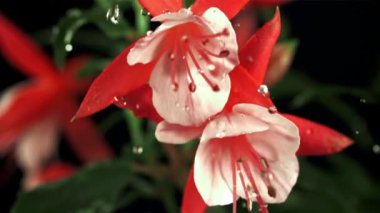 Kırmızı çiçeklerin üzerine düşen su damlaları. Film, yavaş çekim 1000 fp. Yüksek kaliteli FullHD görüntüler