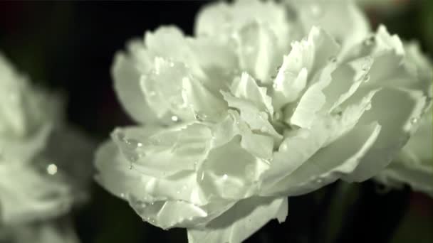 Vízcseppek Hullanak Fehér Virágra Felvétel Lassított Felvétel 1000 Fps Kiváló — Stock videók