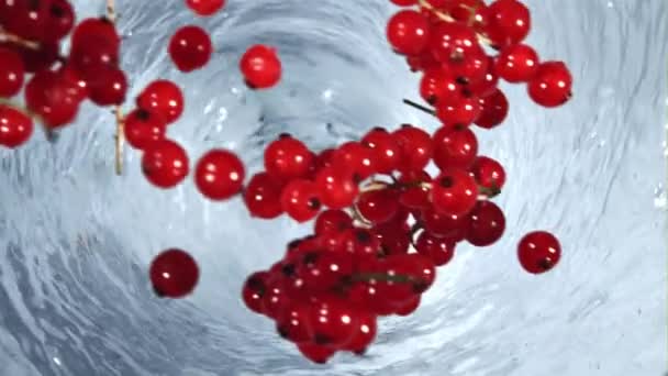 Red Currant Falls Whirlpool High Quality Fullhd Footage — Stock Video
