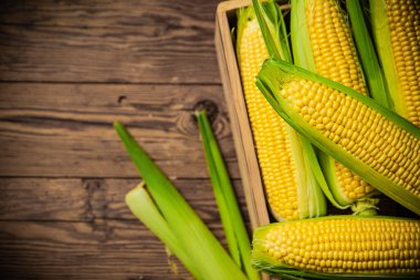 Eski bir kutuda mısır..