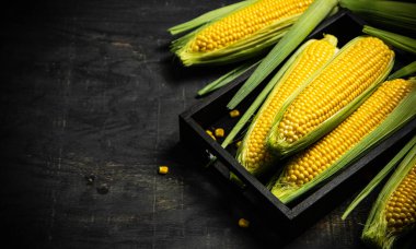 Kara kutuda taze mısır..