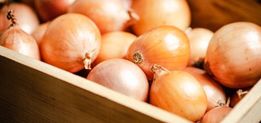 Taze soğan. Kırsal arkaplanda .