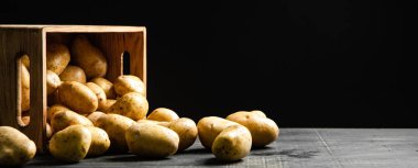Taze patates. Siyah bir arkaplanda.