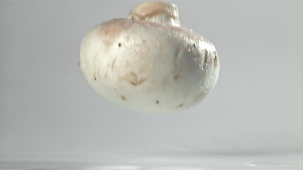 Funghi Che Cadono Uno Sfondo Bianco Girato Una Telecamera Alta — Video Stock
