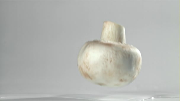 Pilze Fallen Auf Weißem Hintergrund Gefilmt Mit Einer Hochgeschwindigkeitskamera Bei — Stockvideo