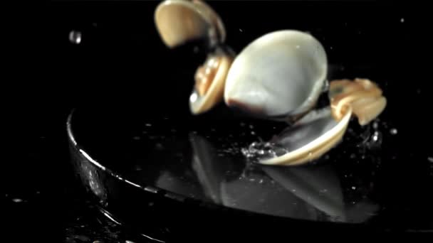 Świeży Vongole Spada Czarne Tło Plamami Wody Nagranie Szybkiej Kamerze — Wideo stockowe
