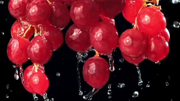 Gotas Lluvia Cayendo Sobre Uvas Rojas Sobre Fondo Negro Filmado — Vídeos de Stock