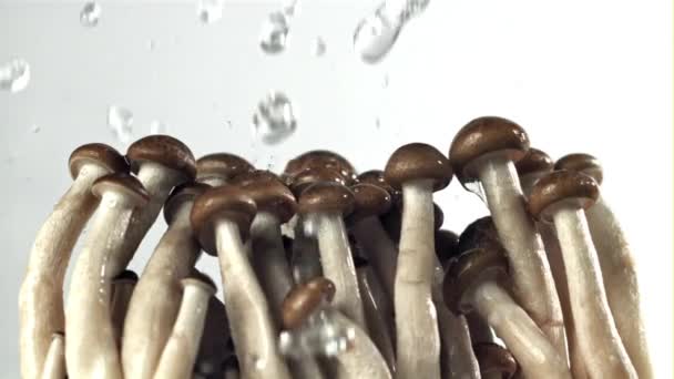 水滴落在新鲜的蘑菇上 在1000英尺每秒的高速相机上拍摄 优质Fullhd影片 — 图库视频影像