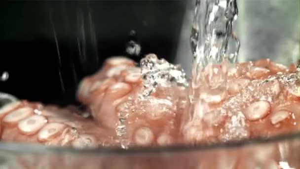 Vízcseppek Hullanak Egy Friss Polipra Egy Nagy Sebességű Kamerával 1000 — Stock videók