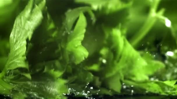 Sprigs Seledri Jatuh Atas Meja Basah Difilmkan Pada Kamera Berkecepatan — Stok Video