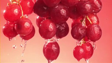 Pembe arka planda kırmızı üzüm dalına düşen yağmur damlaları. 1000 fps 'de yüksek hızlı bir kamerayla çekildi. Yüksek kaliteli FullHD görüntüler