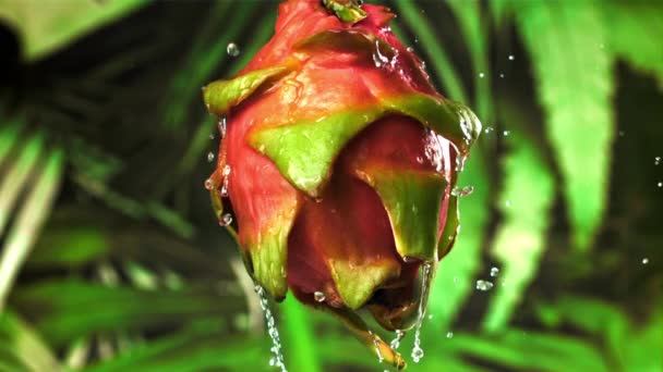 Gotas Agua Caen Sobre Una Fruta Dragón Tropical Filmado Una — Vídeos de Stock
