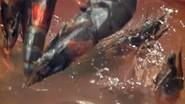 Karides sıçraması suya düşer. 1000 fps 'de yüksek hızlı bir kamerayla çekildi. Yüksek kaliteli FullHD görüntüler