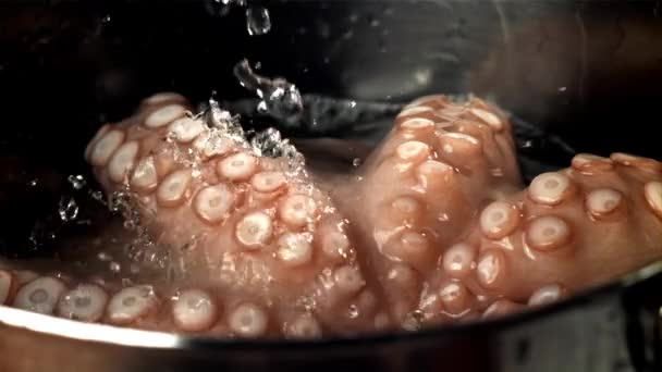 水滴落在新鲜的章鱼身上 在1000英尺每秒的高速相机上拍摄 优质Fullhd影片 — 图库视频影像
