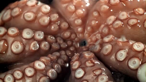 Druppels Water Vallen Een Verse Octopus Gefilmd Een Hoge Snelheidscamera — Stockvideo