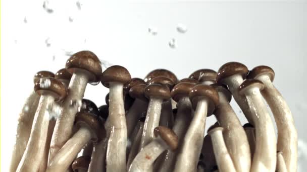 Gotas Água Caem Cogumelos Frescos Filmado Uma Câmera Alta Velocidade — Vídeo de Stock