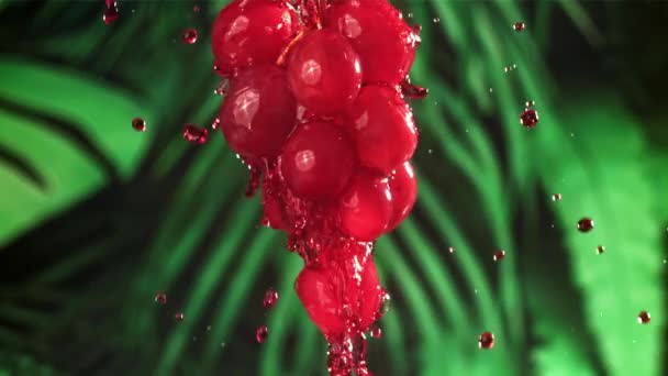 红酒沿着葡萄的枝条流下来 在1000英尺每秒的高速相机上拍摄 优质Fullhd影片 — 图库视频影像