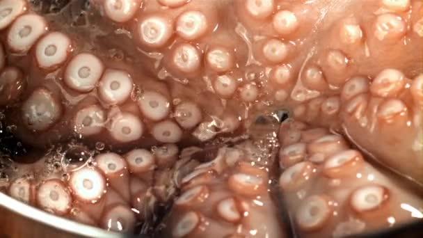 Kapky Vody Padají Čerstvou Chobotnici Natočeno Vysokorychlostní Kameře Rychlostí 1000 — Stock video