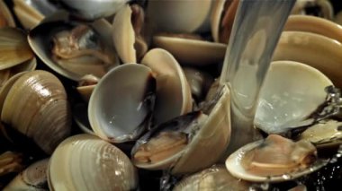 Taze vongole 'un üzerine bir su akıntısı dökülüyor. 1000 fps 'de yüksek hızlı bir kamerayla çekildi. Yüksek kaliteli FullHD görüntüler
