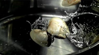Taze vongole tavaya uçuyor. 1000 fps 'de yüksek hızlı bir kamerayla çekildi. Yüksek kaliteli FullHD görüntüler