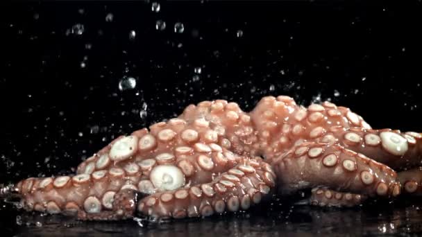 水滴落在新鲜的章鱼身上 在1000英尺每秒的高速相机上拍摄 优质Fullhd影片 — 图库视频影像