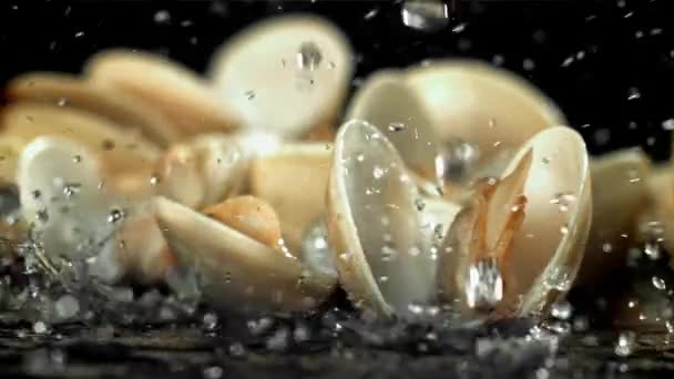 Drops Water Fall Fresh Vongole Filmed High Speed Camera 1000 — Stock Video