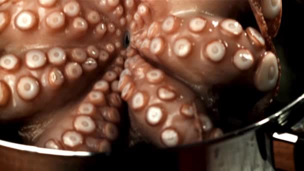 一只新鲜的章鱼飞溅着掉进了水里 在1000英尺每秒的高速相机上拍摄 优质Fullhd影片 — 图库视频影像