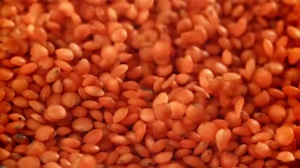 落下来的扁豆种子 在1000英尺每秒的高速相机上拍摄 优质Fullhd影片 — 图库视频影像