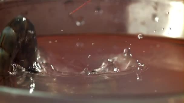 Брызги Креветок Падают Воду Снято Высокоскоростную Камеру Скоростью 1000 Кадров — стоковое видео