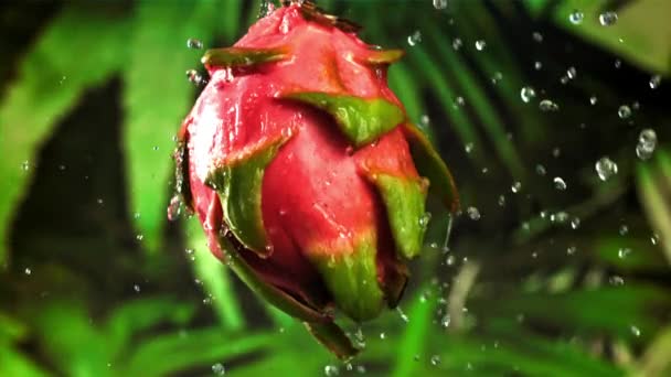 Wassertropfen Fallen Auf Eine Tropische Drachenfrucht Gefilmt Mit Einer Hochgeschwindigkeitskamera — Stockvideo