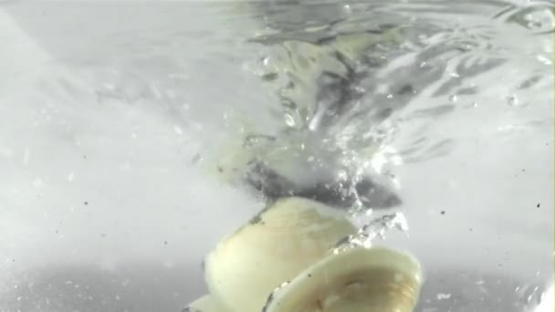 Vongole Wpada Wody Rozpryskami Nagranie Szybkiej Kamerze Prędkością 1000 Fps — Wideo stockowe