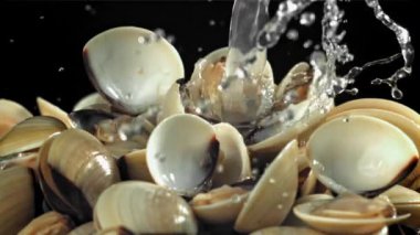 Taze vongole 'un üzerine bir su akıntısı dökülüyor. 1000 fps 'de yüksek hızlı bir kamerayla çekildi. Yüksek kaliteli FullHD görüntüler