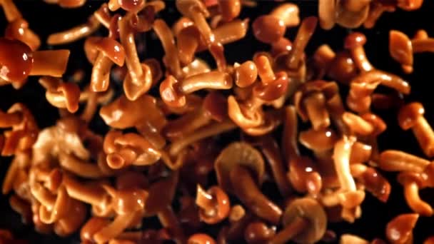Cogumelos Conserva Voam Caem Filmado Uma Câmera Alta Velocidade 1000 — Vídeo de Stock