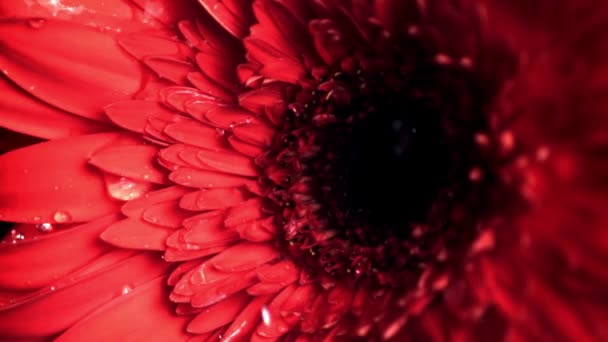 Super Powolny Ruch Woda Kapie Pachnący Kwiat Gerbera Nagranie Szybkiej — Wideo stockowe