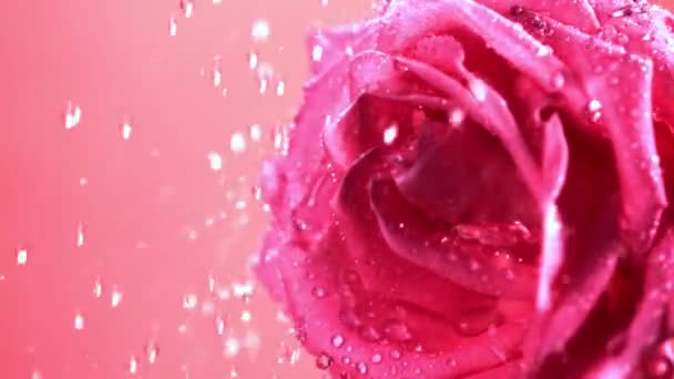 スーパースローモーションの水滴は 新鮮にカットされたバラの花に落ちます 1000Fpsで高速カメラで撮影しました 高品質のフルHd映像 — ストック動画