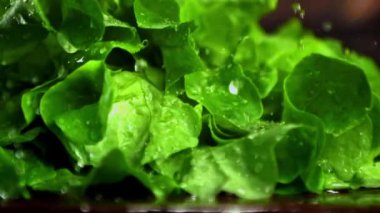 Marul yapraklarının üzerinde süper yavaş çekim. Düşen su damlaları. 1000 fps 'de yüksek hızlı bir kamerayla çekildi. Yüksek kaliteli FullHD görüntüler