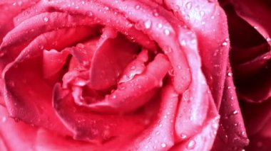 Süper yavaş hareket eden su damlacıkları taze kesilmiş bir gül çiçeğinin üzerine düşer. 1000 fps 'de yüksek hızlı bir kamerayla çekildi. Yüksek kaliteli FullHD görüntüler