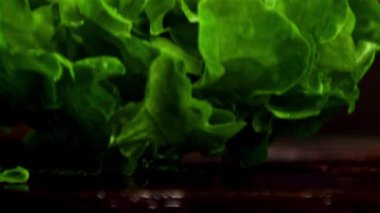 Marul yapraklarının üzerinde süper yavaş çekim. Düşen su damlaları. 1000 fps 'de yüksek hızlı bir kamerayla çekildi. Yüksek kaliteli FullHD görüntüler