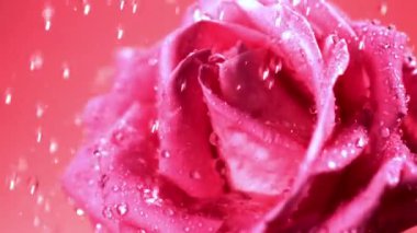 Süper yavaş hareket eden su damlacıkları taze kesilmiş bir gül çiçeğinin üzerine düşer. 1000 fps 'de yüksek hızlı bir kamerayla çekildi. Yüksek kaliteli FullHD görüntüler