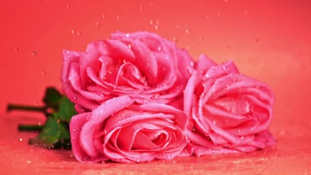 Super Pomalé Kapky Vody Padají Čerstvě Nakrájenou Růžovou Květinu Natočeno — Stock video