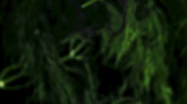 Süper yavaş çekimde taze dereotları. - Evet. Yüksek kaliteli FullHD görüntüler