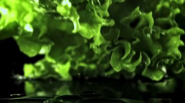 Süper yavaş çekimde marul yaprakları masaya su damlatarak düşer. Yüksek kaliteli FullHD görüntüler