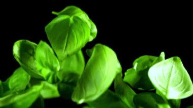 Süper yavaş çekimde Basil ayrılıyor. Yüksek kaliteli FullHD görüntüler