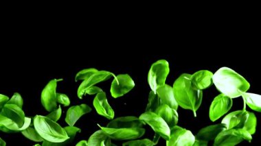 Süper yavaş çekimde Basil ayrılıyor. Yüksek kaliteli FullHD görüntüler