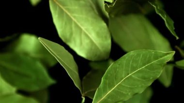 Süper yavaş çekimde defne yaprağı yükselir ve düşer. Yüksek kaliteli FullHD görüntüler