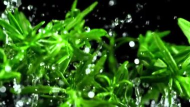 Biberiyenin çok yavaş hareket eden dalları. Yüksek kaliteli FullHD görüntüler