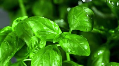 Süper yavaş çekimde Basil ayrılıyor. Yüksek kaliteli FullHD görüntüler