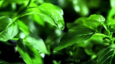 Süper yavaş çekim yeşil yapraklar ve su damlası. Yüksek kaliteli FullHD görüntüler