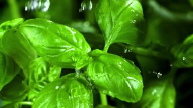 Süper yavaş çekimde Basil ayrılıyor. Yüksek kaliteli FullHD görüntüler